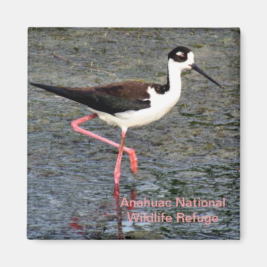 Black-Necked Stilt Magneet (Voorkant)