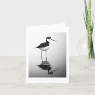 Black-necked Stilt Notecard Kaart