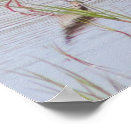 Black-Necked Stilt Poster (Hoek)