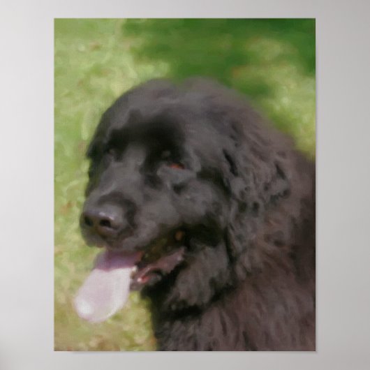 Black Newfoundland Dog Art Pastel Poster (Voorkant)