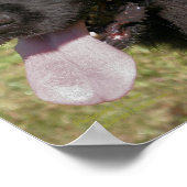 Black Newfoundland Dog Poster (Hoek)