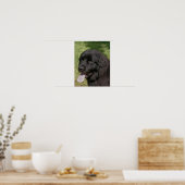 Black Newfoundland Dog Poster (Keuken)