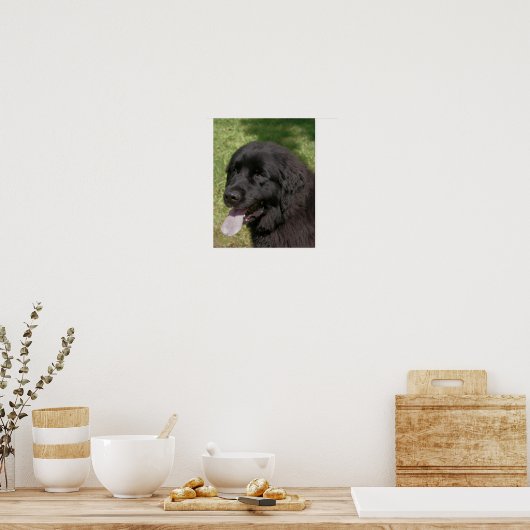 Black Newfoundland Dog Poster (Keuken)