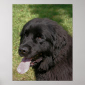 Black Newfoundland Dog Poster (Voorkant)