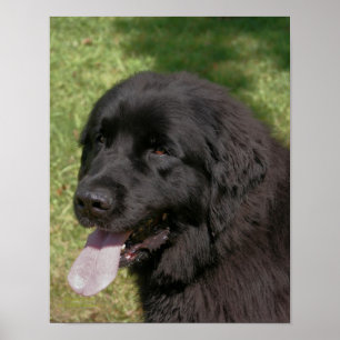 Black Newfoundland Dog Poster