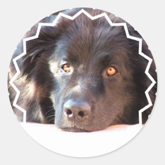 Black Newfoundland Dog Stickers (Voorkant)