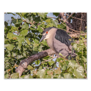 Black Night Heron Photography Print Foto Afdruk