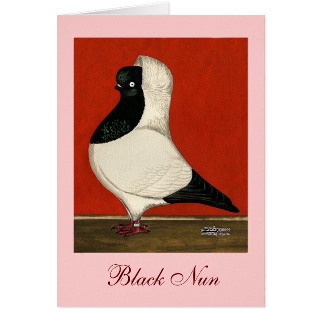 Black Nun Pigeon (Voorkant)