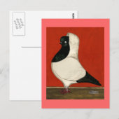 Black Nun Pigeon Briefkaart (Voorkant / Achterkant)