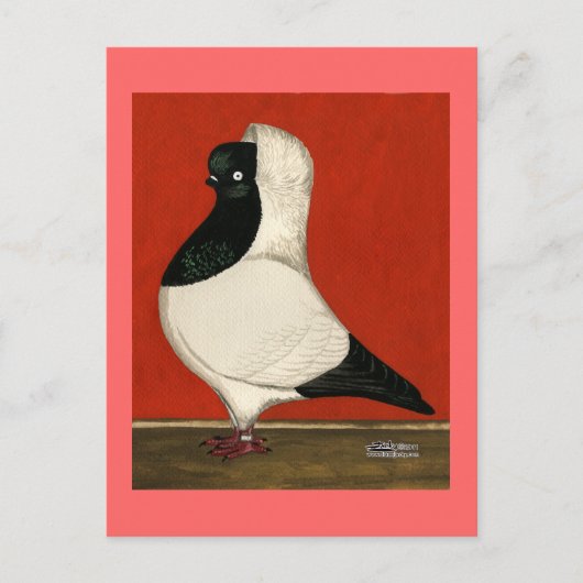 Black Nun Pigeon Briefkaart (Voorkant)