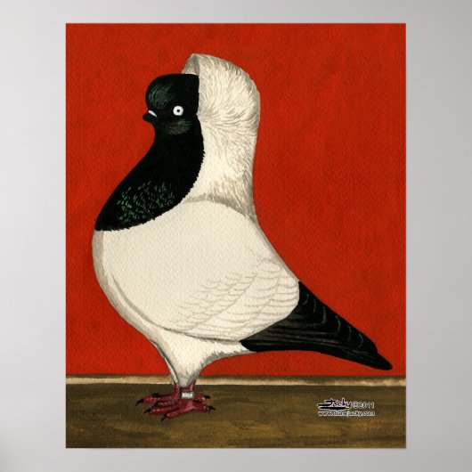 Black Nun Pigeon Poster (Voorkant)