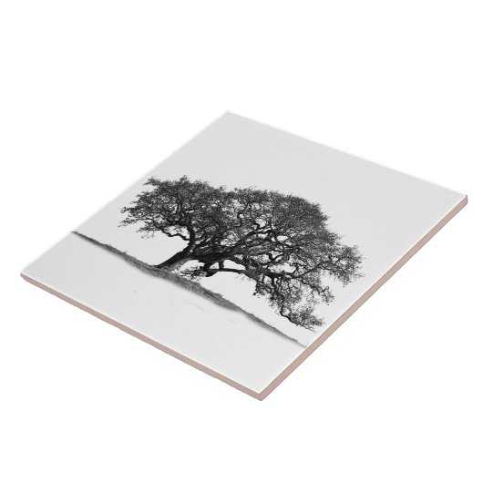 BLACK OAK TREE TEGELTJE (Zijkant)
