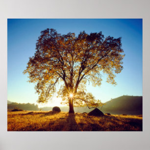 Black Oak Trees Cleveland National Forest, CA Poster