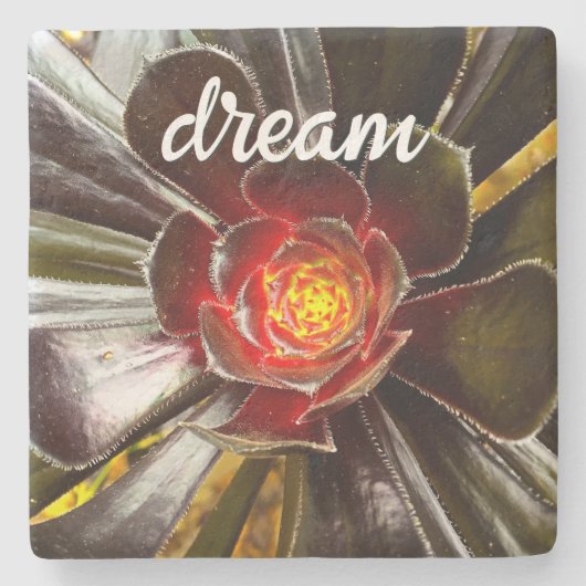 Black Oranje Cactus Succulent Photo Dream Script Stenen Onderzetter (Voorkant)