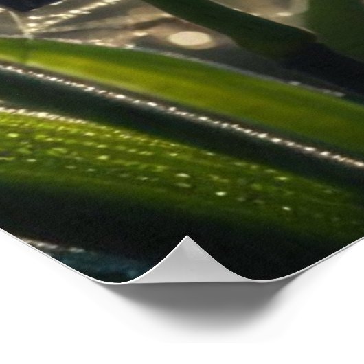 Black Orchid Spiderweb Floral Poster (Hoek)