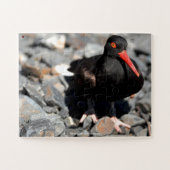 Black Oyster Catcher Alaska Legpuzzel (Horizontaal)