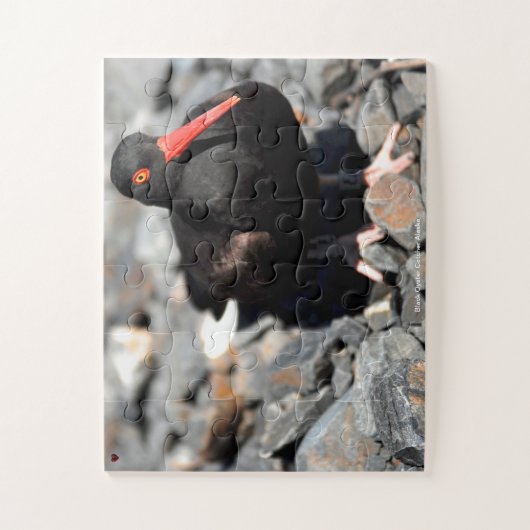 Black Oyster Catcher Alaska Legpuzzel (Verticaal)