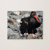 Black Oyster Catcher Alaska Legpuzzel (Horizontaal)