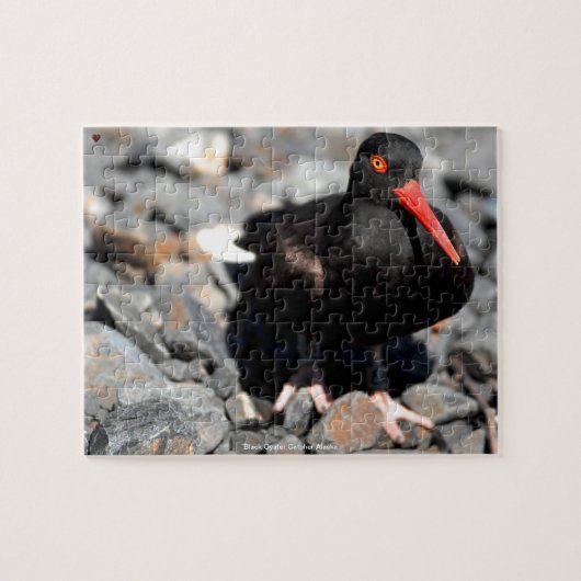 Black Oyster Catcher Alaska Legpuzzel (Horizontaal)
