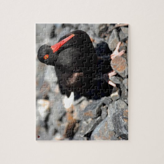 Black Oyster Catcher Alaska Legpuzzel (Verticaal)