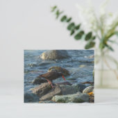 Black Oystercatcher Briefkaart (Staand voorkant)