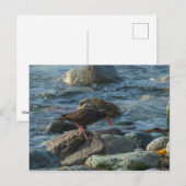 Black Oystercatcher Briefkaart (Voorkant / Achterkant)