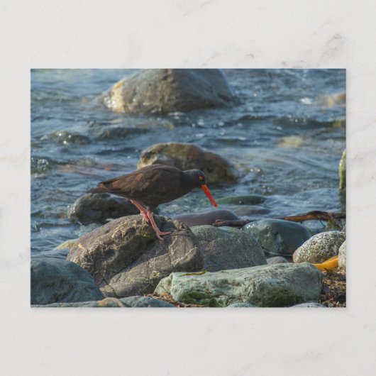 Black Oystercatcher Briefkaart (Voorkant)