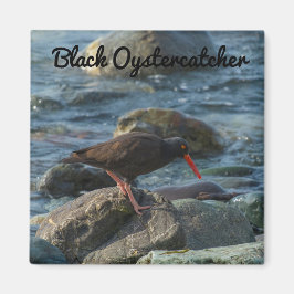 Black Oystercatcher Magneet