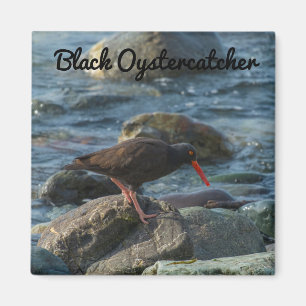 Black Oystercatcher Magneet