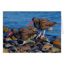 Black Oystercatcher See, Black Oystercatcher do