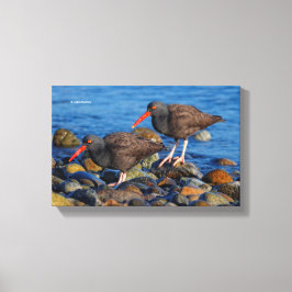 Black Oystercatcher See, Black Oystercatcher do Canvas Afdruk