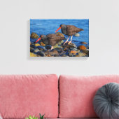 Black Oystercatcher See, Black Oystercatcher do Canvas Afdruk (Insitu (Woonkamer))