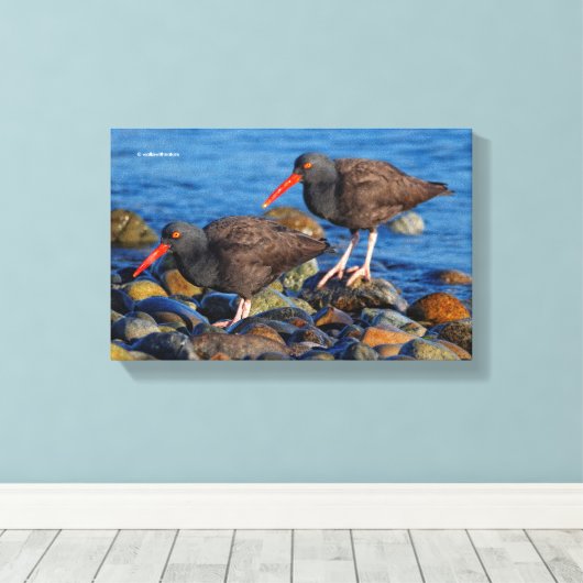 Black Oystercatcher See, Black Oystercatcher do Canvas Afdruk (Insitu (Houten vloer))