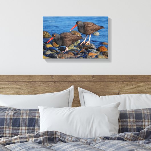 Black Oystercatcher See, Black Oystercatcher do Canvas Afdruk (Insitu (Slaapkamer))