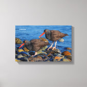 Black Oystercatcher See, Black Oystercatcher do Canvas Afdruk (Voorkant)