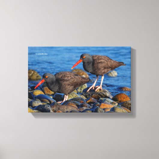 Black Oystercatcher See, Black Oystercatcher do Canvas Afdruk (Voorkant)