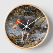 Black Oystercatcher Shorebird Vist bij het strand (Voorkant)