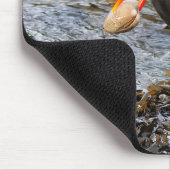 Black Oystercatcher Shorebird Vist bij het strand Muismat (Hoek)