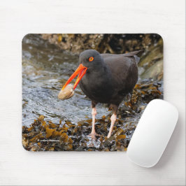 Black Oystercatcher Shorebird Vist bij het strand Muismat