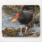Black Oystercatcher Shorebird Vist bij het strand Muismat (Voorkant)