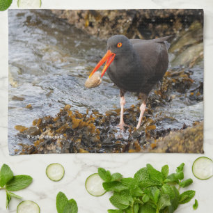 Black Oystercatcher Shorebird Vist bij het strand Theedoek