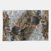 Black Oystercatcher Shorebird Vist bij het strand Theedoek (Horizontaal)