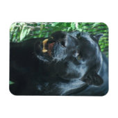 Black Panther Cat Premium magneet (Horizontaal)