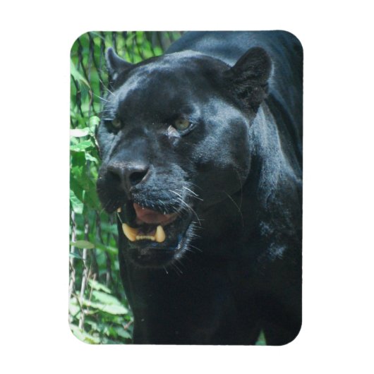 Black Panther Cat Premium magneet (Verticaal)
