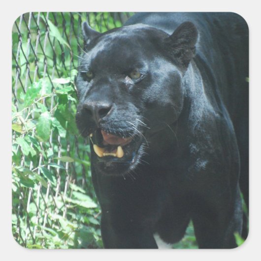 Black Panther Cat Stickers (Voorkant)