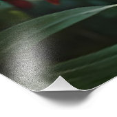 Black Panther - Jaguar in Oerwoud Rode Bloemen Foto Afdruk (Hoek)