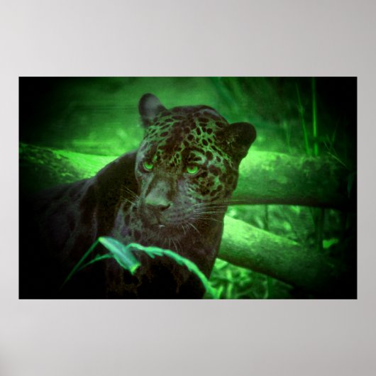 Black Panther Jaguar Poster (Voorkant)