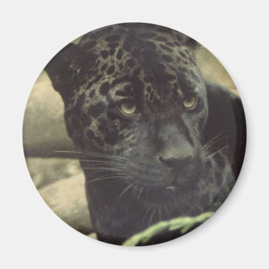 Black Panther Magnet (Voorkant)