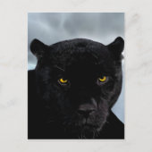 Black Panther Panthera Briefkaart (Voorkant)