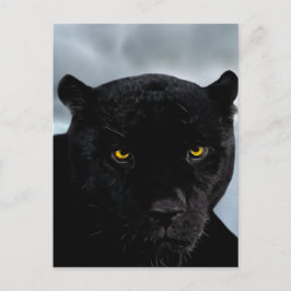 Black Panther Panthera Briefkaart